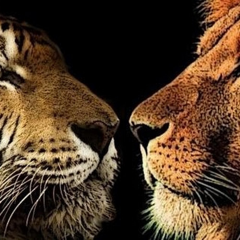 Meet your Posher, Orenthal